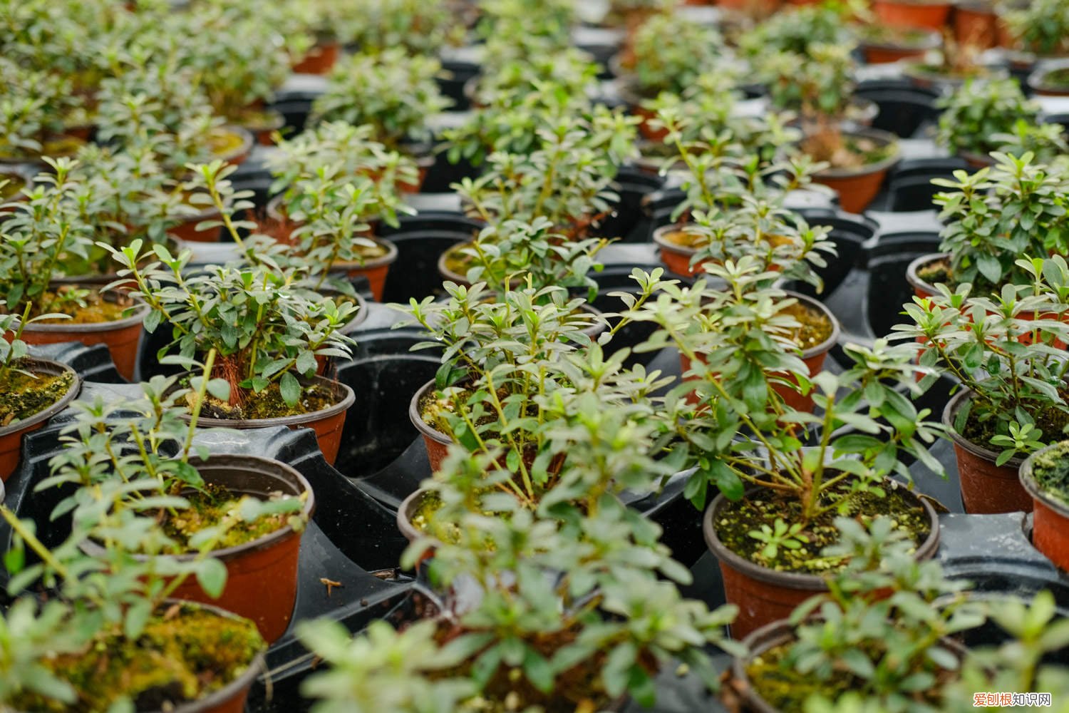 毛杜鹃花的养殖方法 毛肋杜鹃的养殖方法