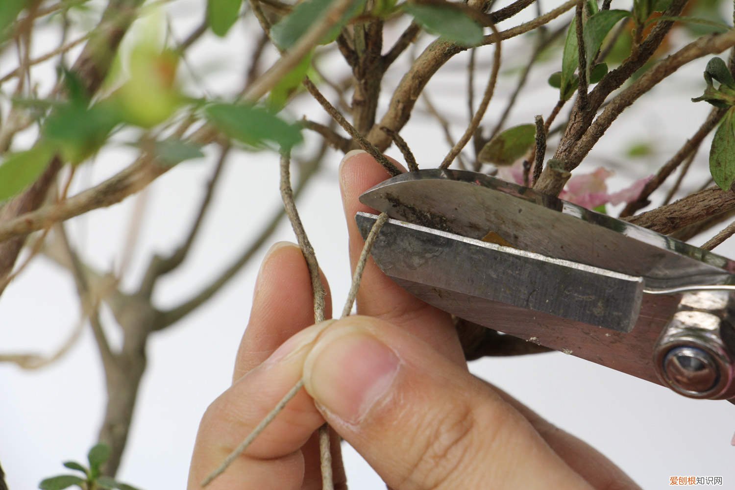 毛杜鹃花的养殖方法 毛肋杜鹃的养殖方法