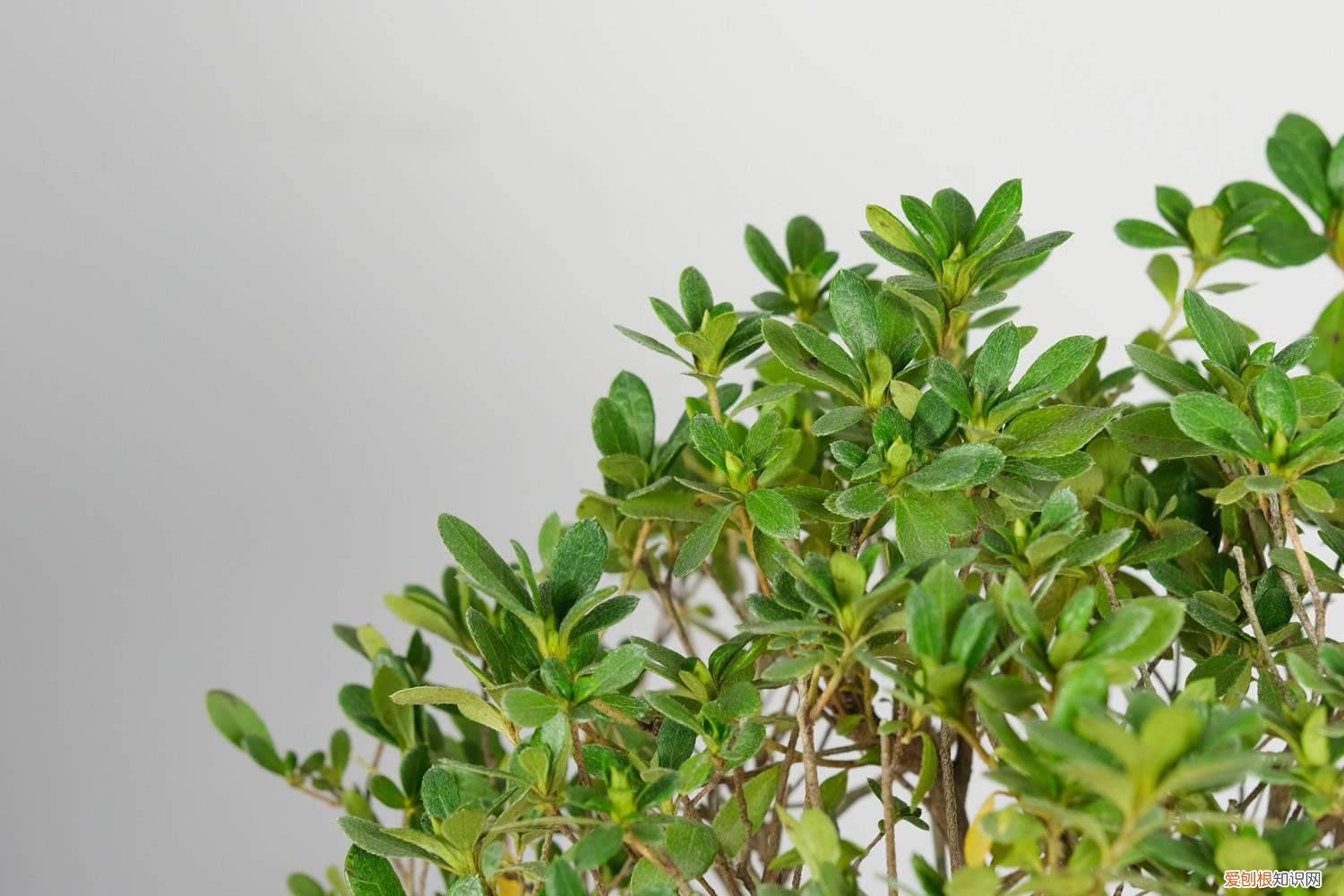 毛杜鹃花的养殖方法 毛肋杜鹃的养殖方法