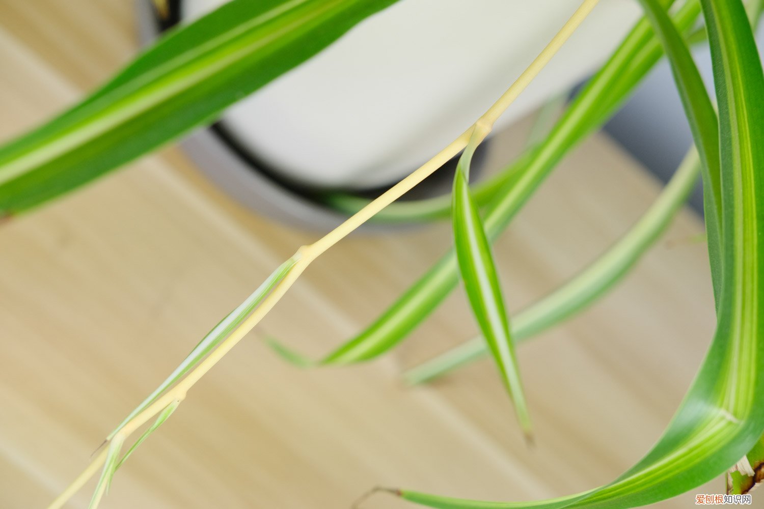 金心吊兰怎么养长的快 金心吊兰怎么养