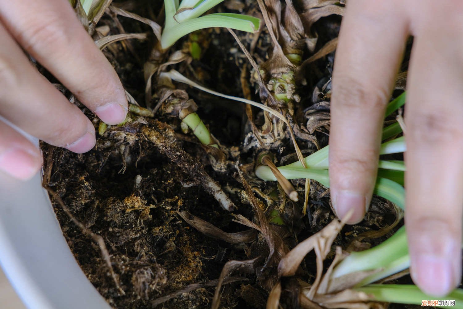 金心吊兰怎么养长的快 金心吊兰怎么养