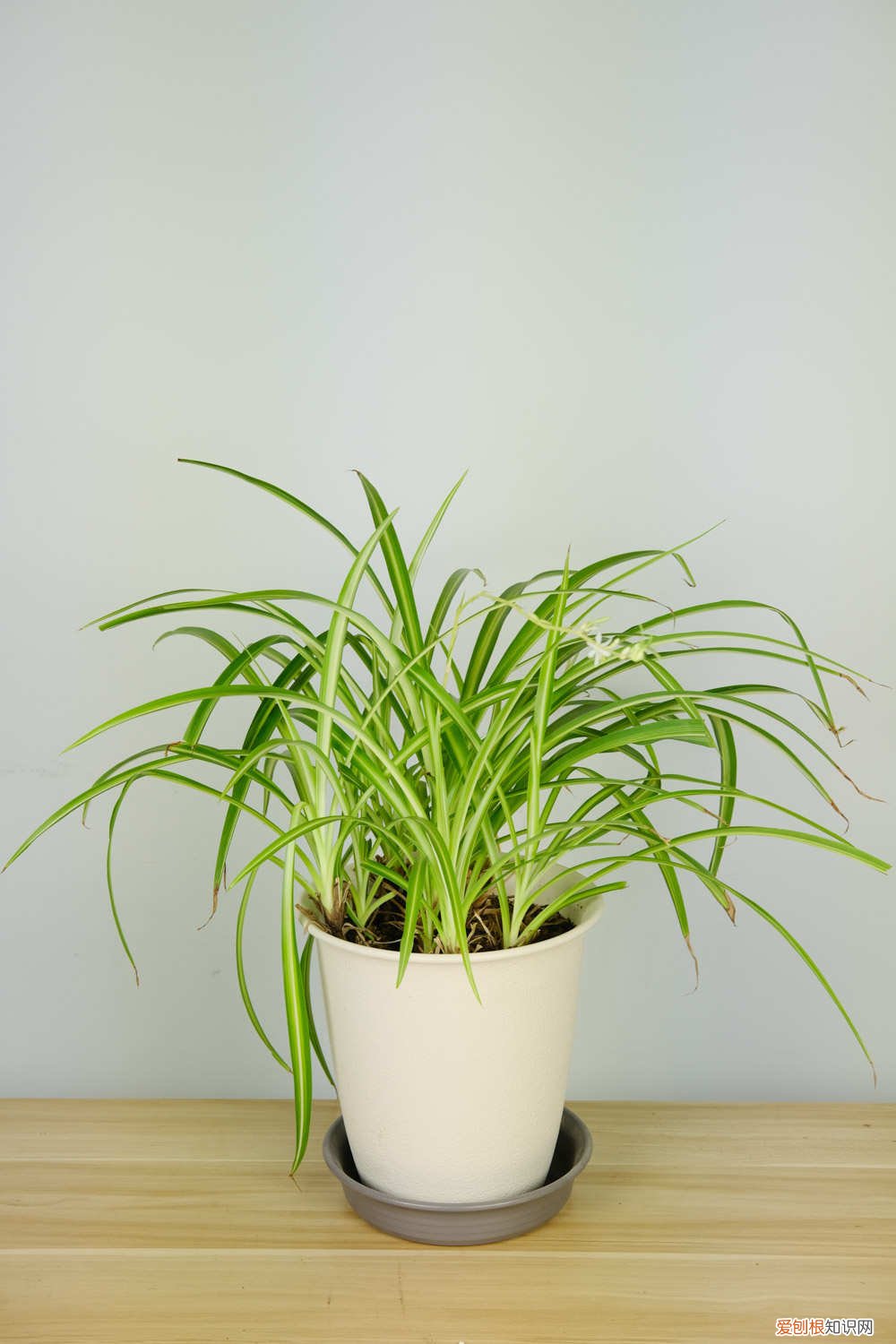 金心吊兰怎么养长的快 金心吊兰怎么养