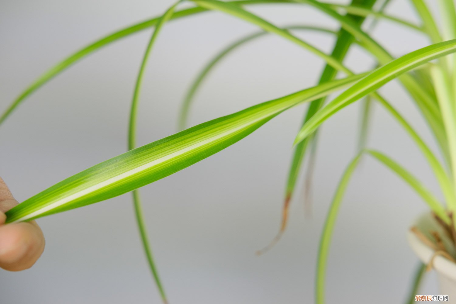 金心吊兰怎么养长的快 金心吊兰怎么养