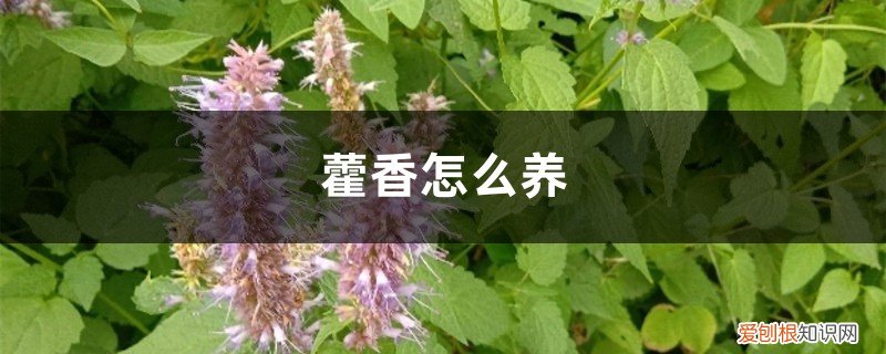 藿香怎么养 盆栽 藿香怎么养