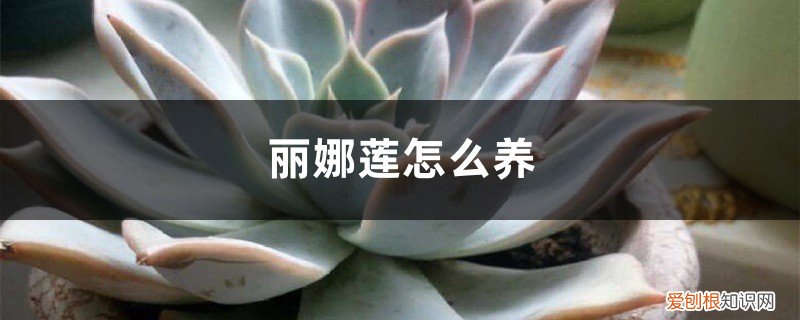 丽娜莲怎么养大 丽娜莲怎么养