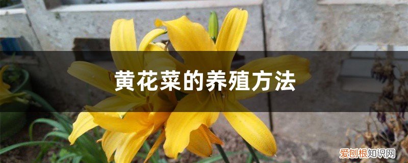 黄花菜如何种植技术 黄花菜的养殖方法