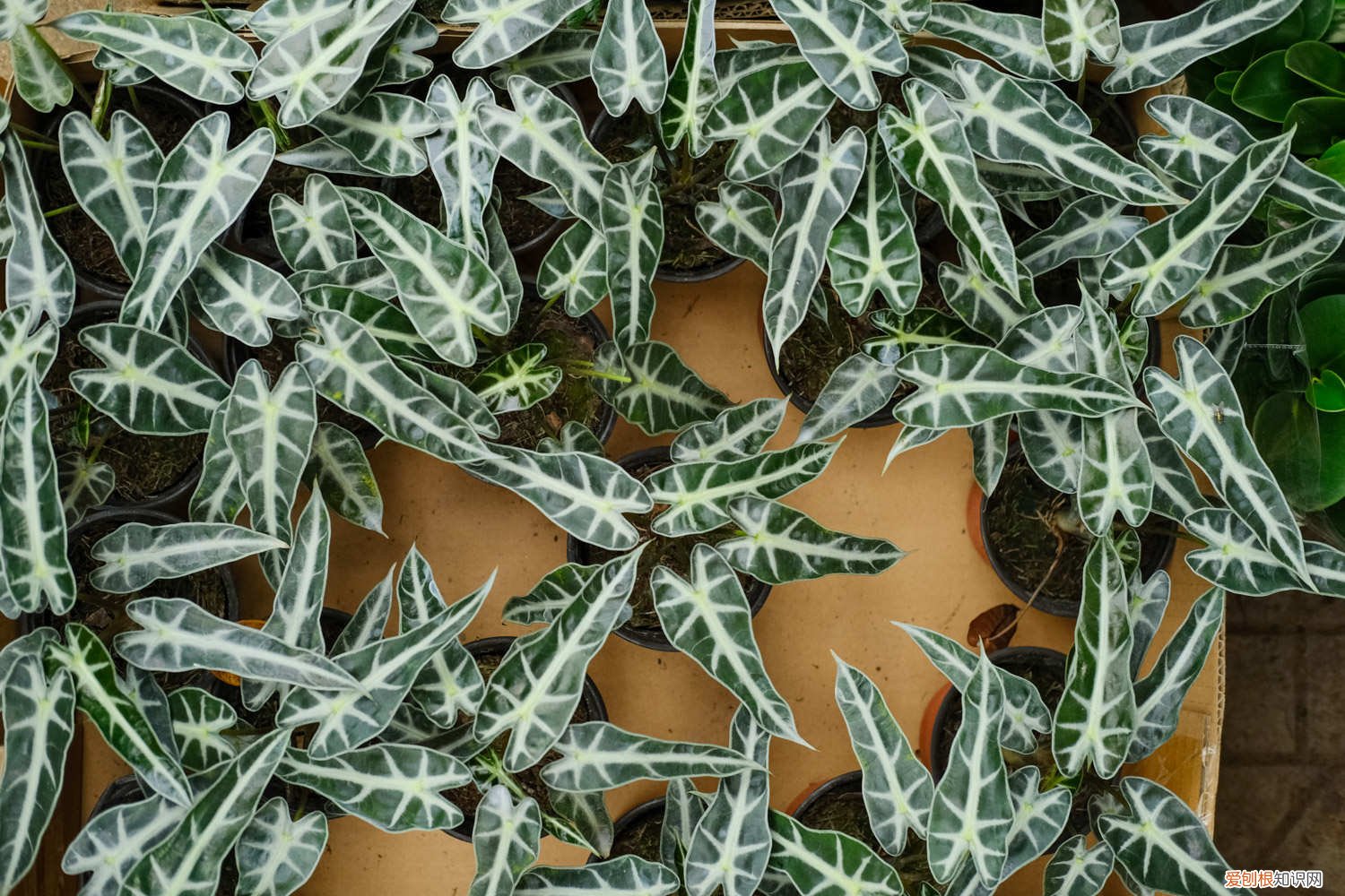 观音莲好不好养 黑夜观音莲如何养