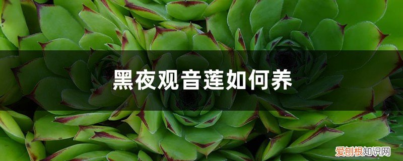 观音莲好不好养 黑夜观音莲如何养