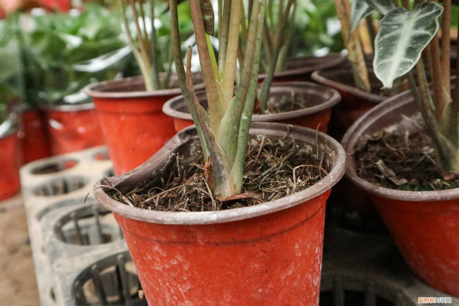 观音莲好不好养 黑夜观音莲如何养