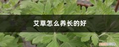 艾草怎么生长 艾草怎么养长的好