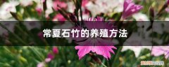 常夏石竹种植方法 常夏石竹的养殖方法