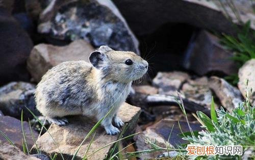 黄兔尾鼠吃什么，黄兔尾鼠吃什么长得快