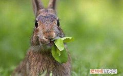 灰栗兔吃什么，灰菜兔子吃吗