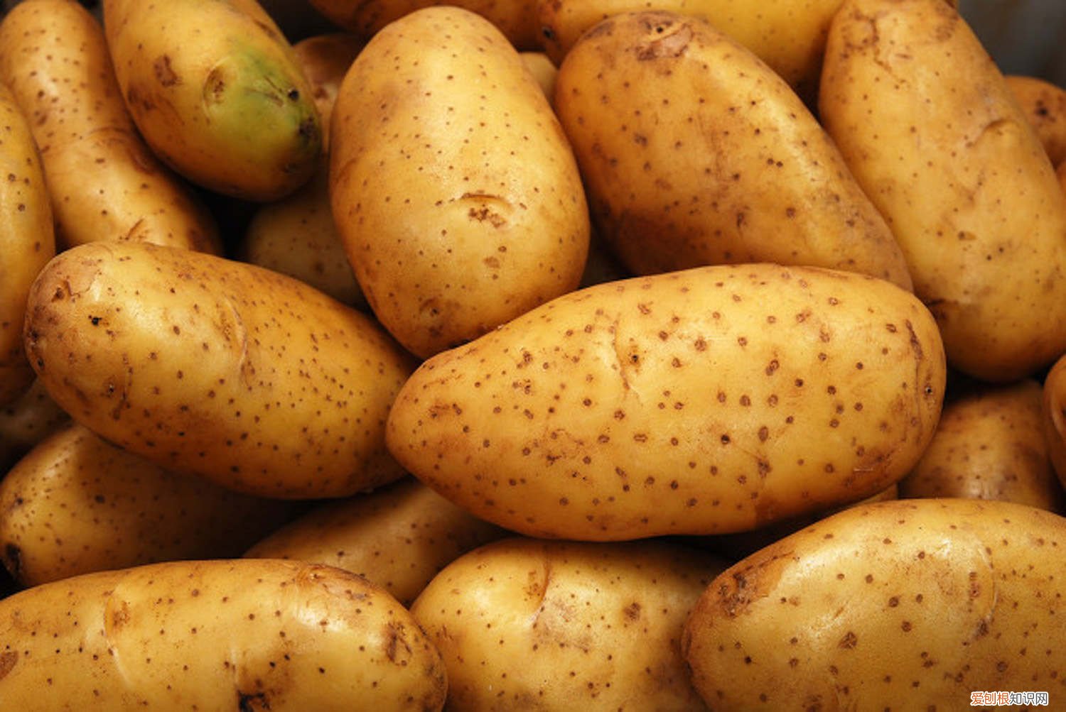 怎么水养土豆 怎么养土豆