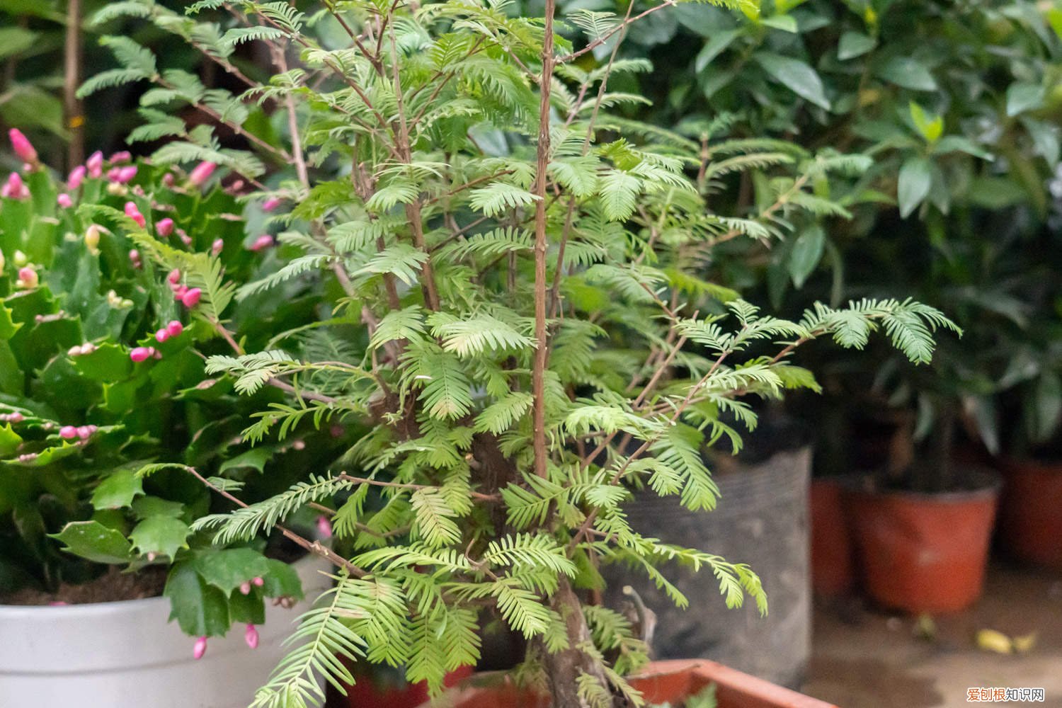 水杉怎么养长的好看 水杉怎么养长的好