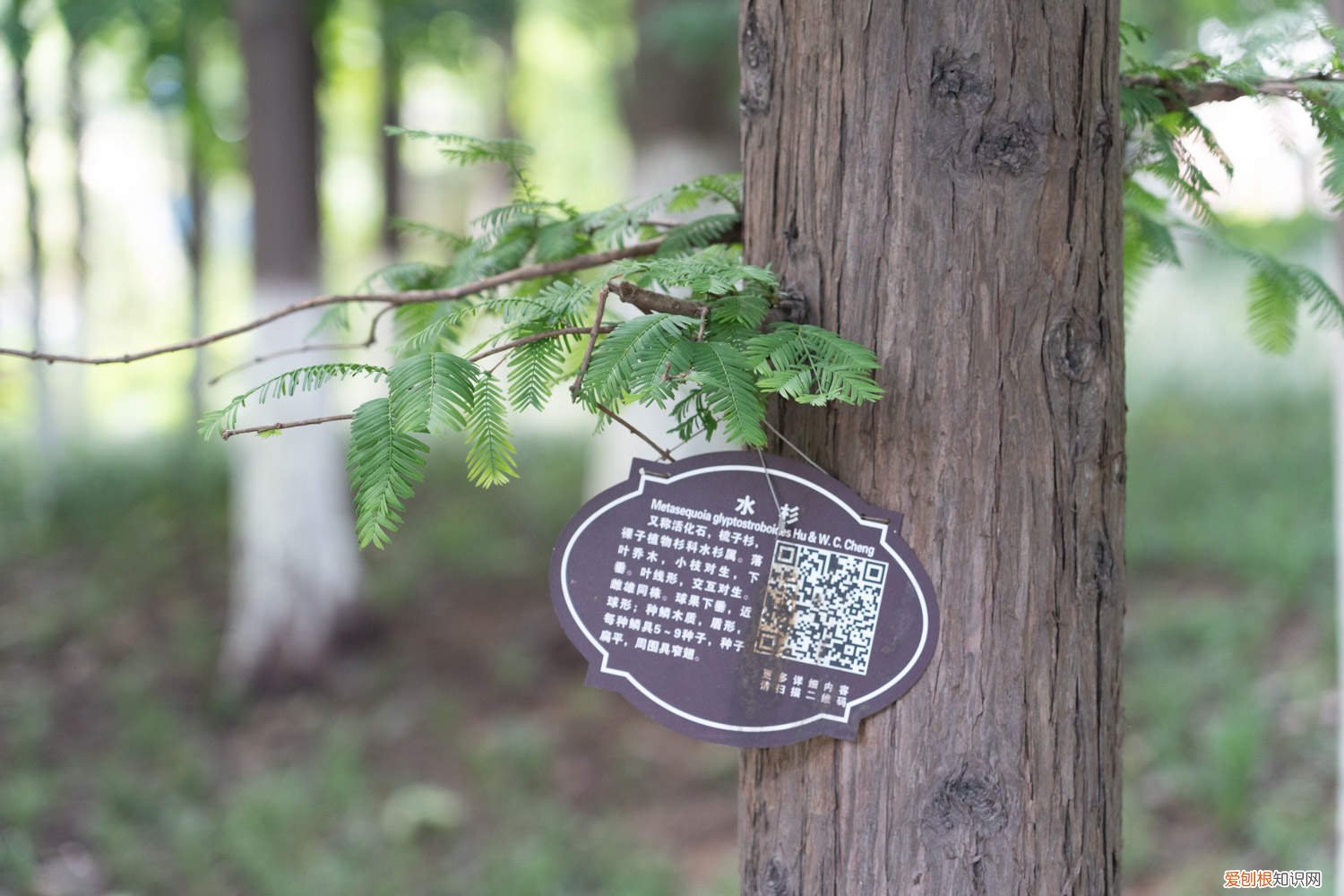 水杉怎么养长的好看 水杉怎么养长的好
