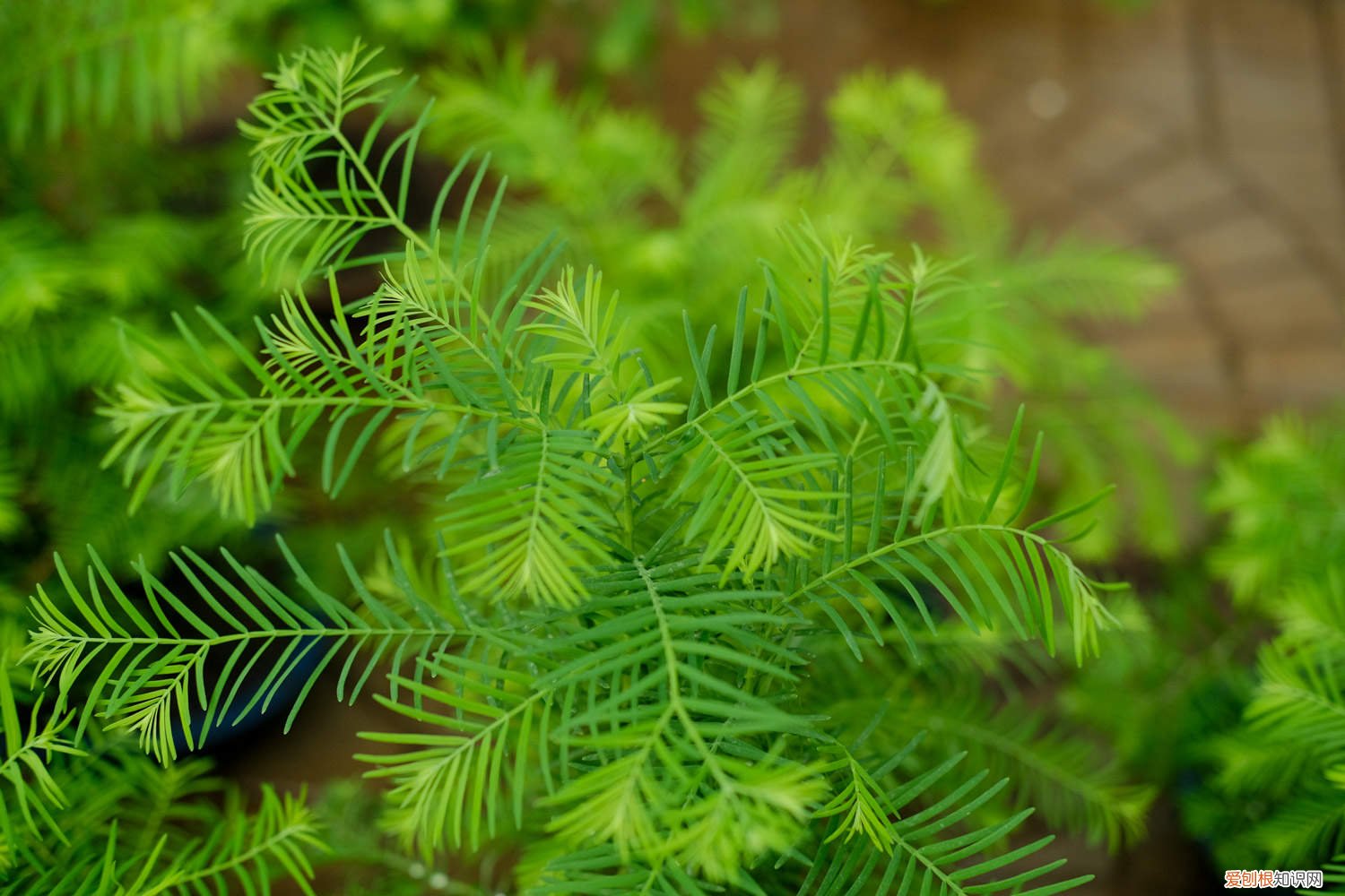 水杉怎么养长的好看 水杉怎么养长的好