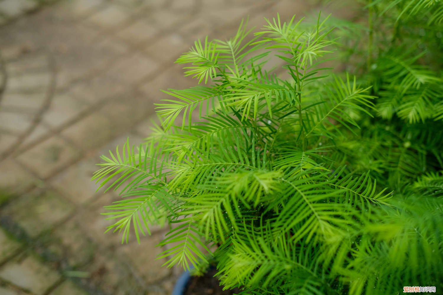 水杉怎么养长的好看 水杉怎么养长的好