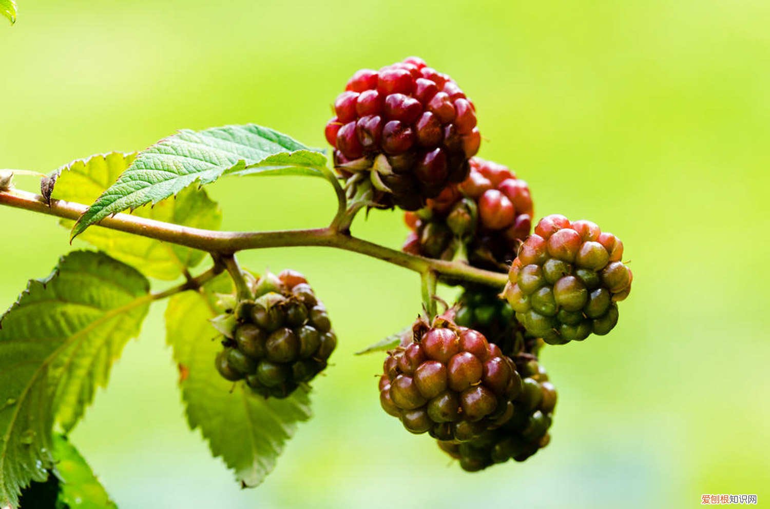 怎样才能把盆栽桑葚养好 桑葚怎么养长的好