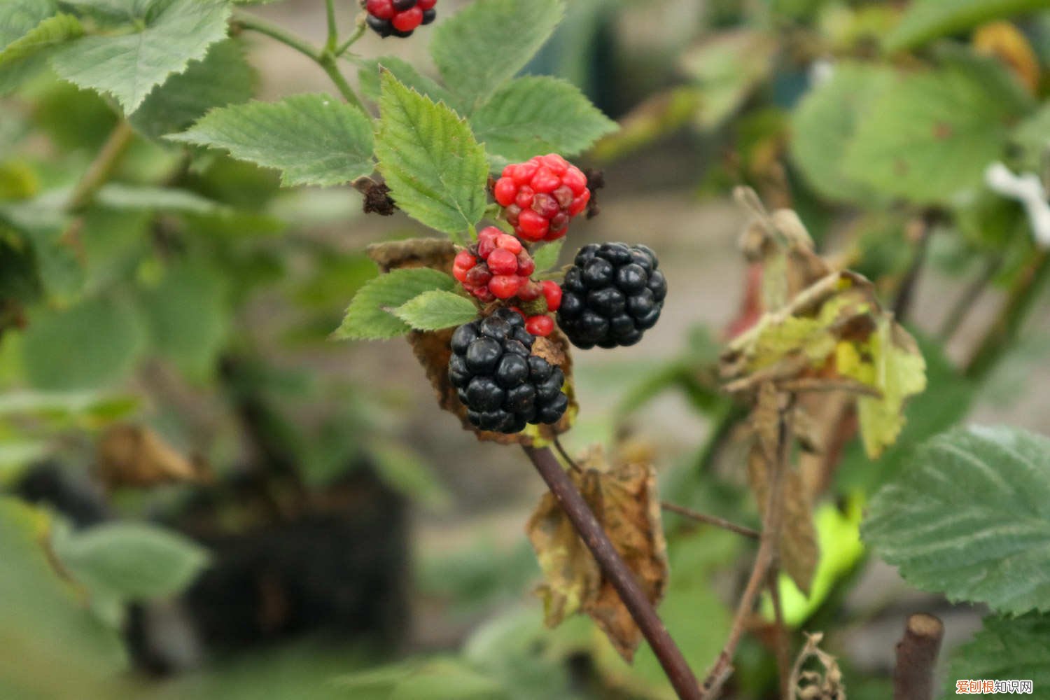 怎样才能把盆栽桑葚养好 桑葚怎么养长的好