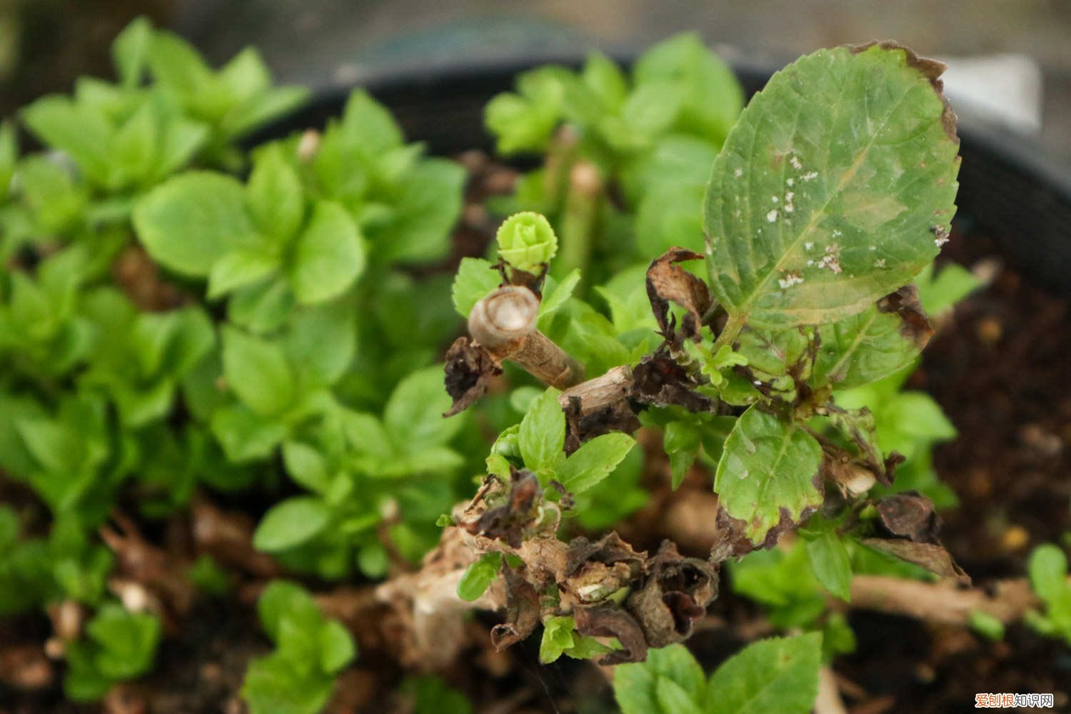 怎样才能把盆栽桑葚养好 桑葚怎么养长的好