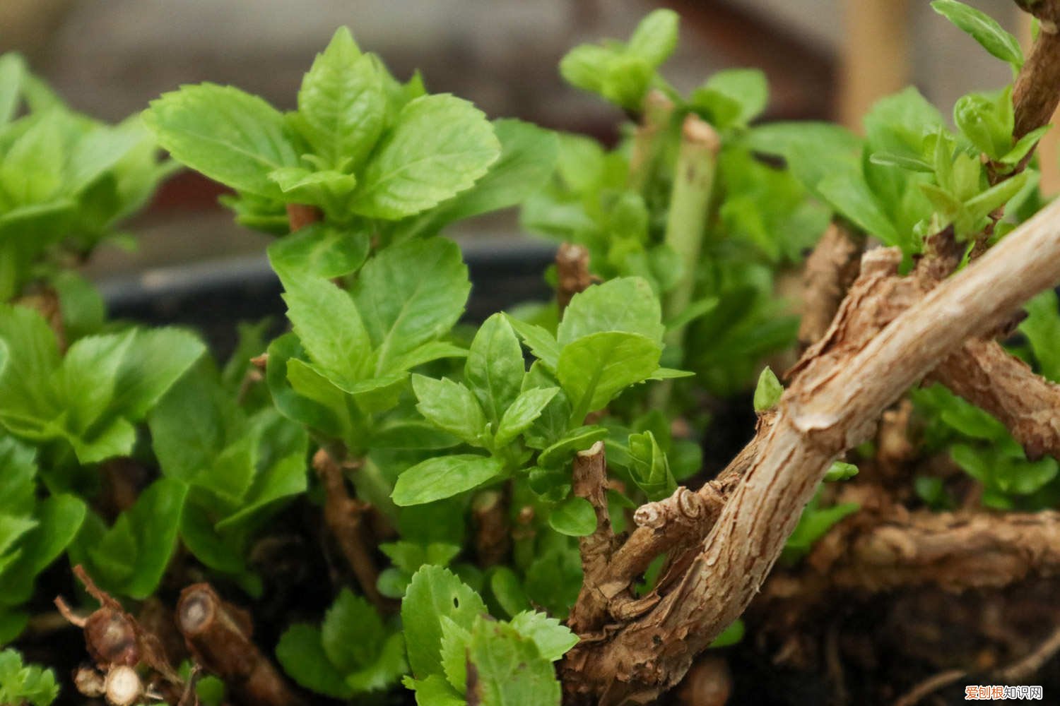 怎样才能把盆栽桑葚养好 桑葚怎么养长的好