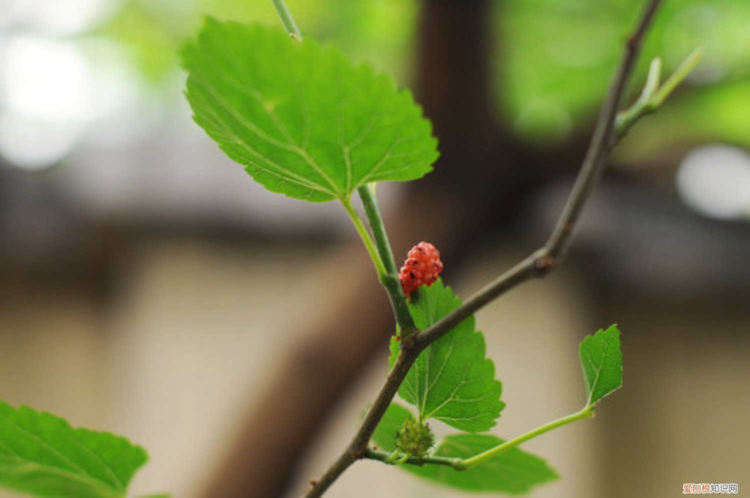 怎样才能把盆栽桑葚养好 桑葚怎么养长的好