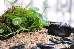 图 苔藓怎么才能养好 苔藓怎么养