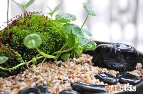 图 苔藓怎么才能养好 苔藓怎么养
