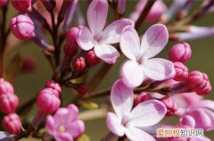 图 适合东北春季庭院种植的花卉(东北地区庭院适合种什么花)