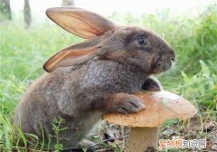 灰栗兔的寿命，灰白侏儒兔寿命