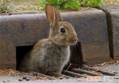 灰栗兔能长多大，灰兔长什么样