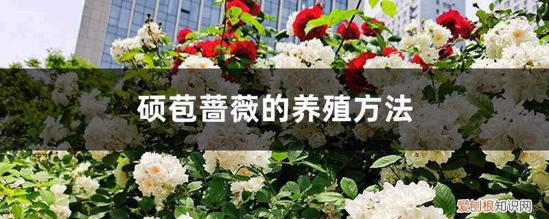 蔷薇花幼苗的养殖方法 硕苞蔷薇的养殖方法