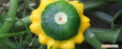 飞碟瓜的吃法 飞碟瓜的养殖方法