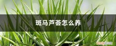 斑马芦荟怎么养殖方法 斑马芦荟怎么养