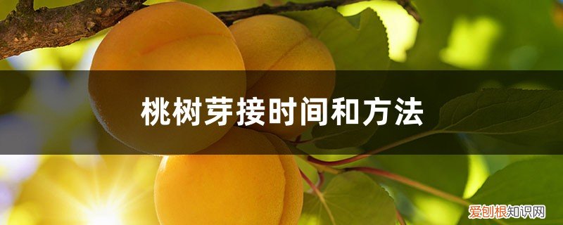 夏天桃树芽接一般多长时间就能发芽 桃树芽接时间和方法