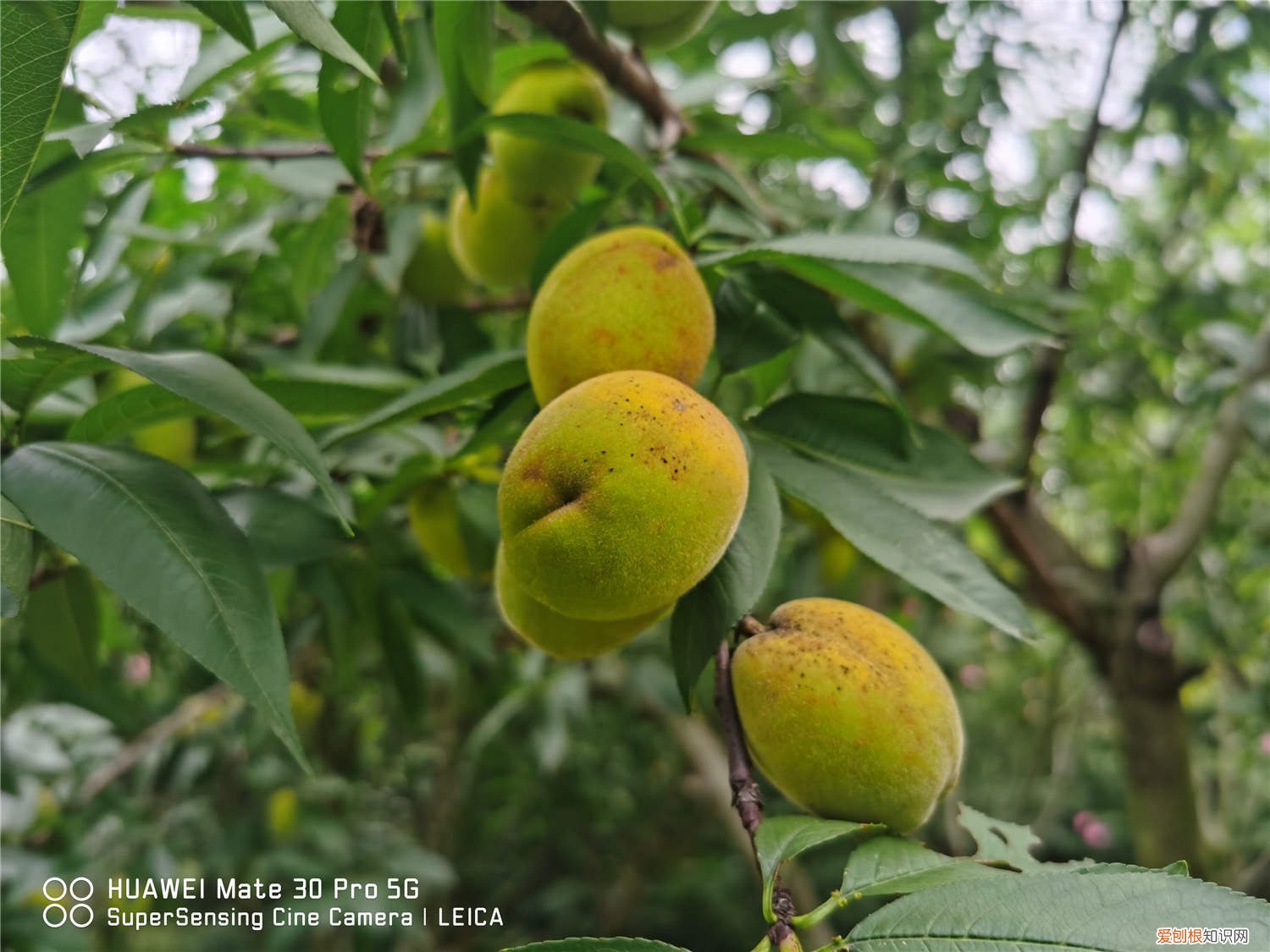 夏天桃树芽接一般多长时间就能发芽 桃树芽接时间和方法