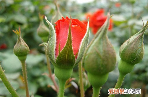 图 玫瑰与月季有什么区别 六个最简单识别玫瑰和月季的方法