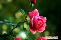 图 玫瑰与月季有什么区别 六个最简单识别玫瑰和月季的方法