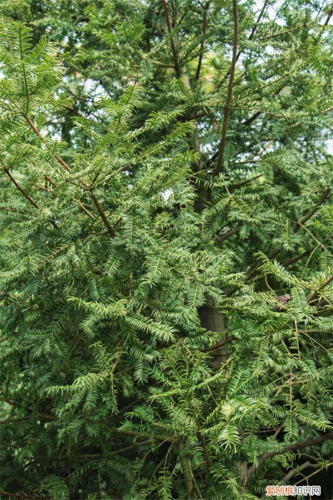 红豆杉怎样种植 红豆杉家庭种植方法