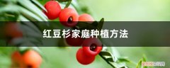 红豆杉怎样种植 红豆杉家庭种植方法