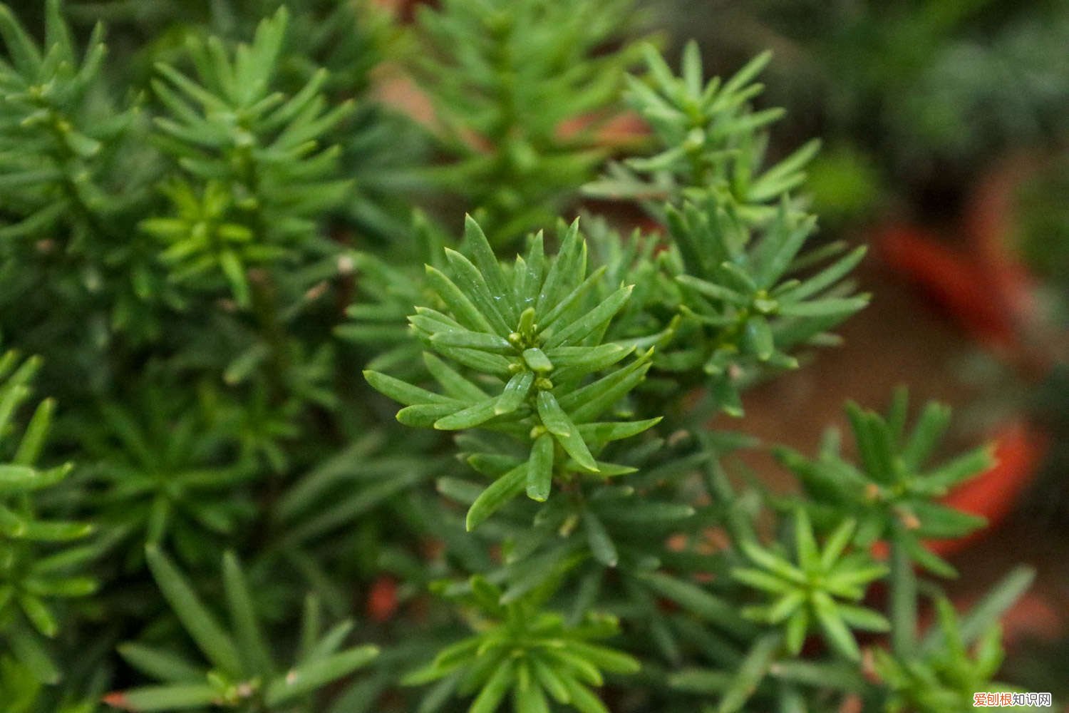 红豆杉怎样种植 红豆杉家庭种植方法