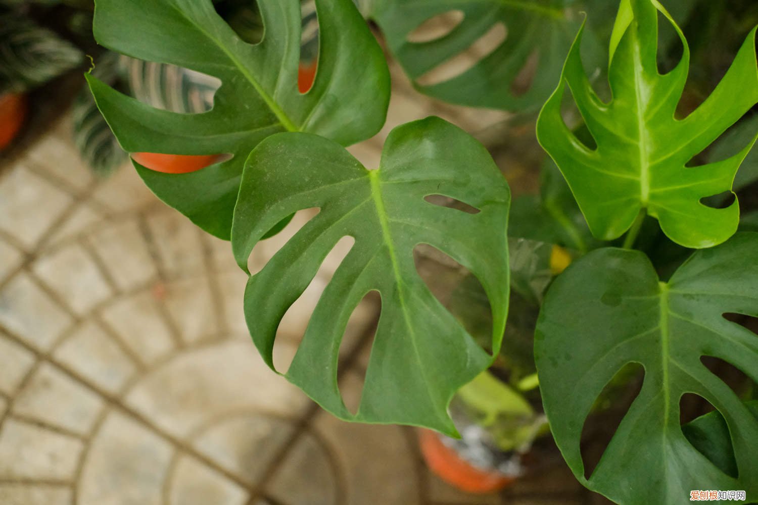 龟背竹的根能不能种活 龟背竹的根能繁殖吗