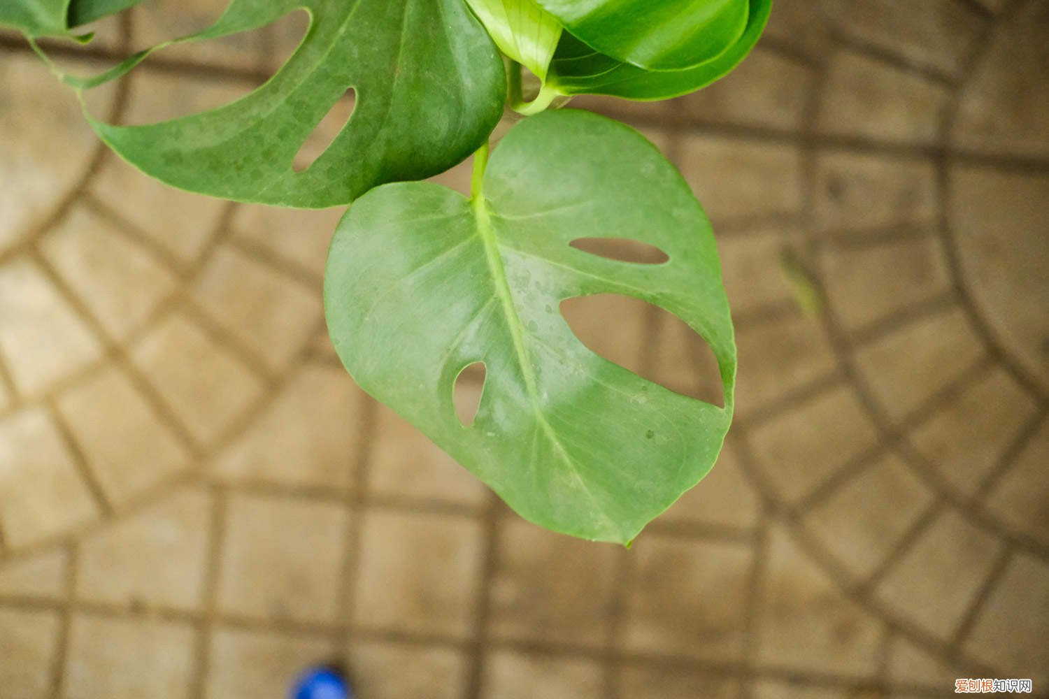 龟背竹每次浇透水吗? 龟背竹浇水要浇透吗