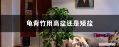 龟背竹用高盆还是矮盆养 龟背竹用高盆还是矮盆