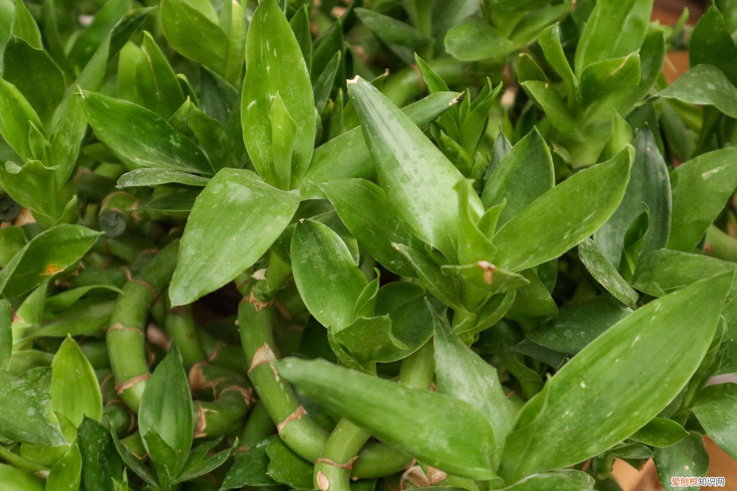 富贵竹用生根粉怎么养 怎么给富贵竹使用生根粉