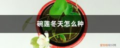 碗莲冬天种植视频 碗莲冬天怎么种