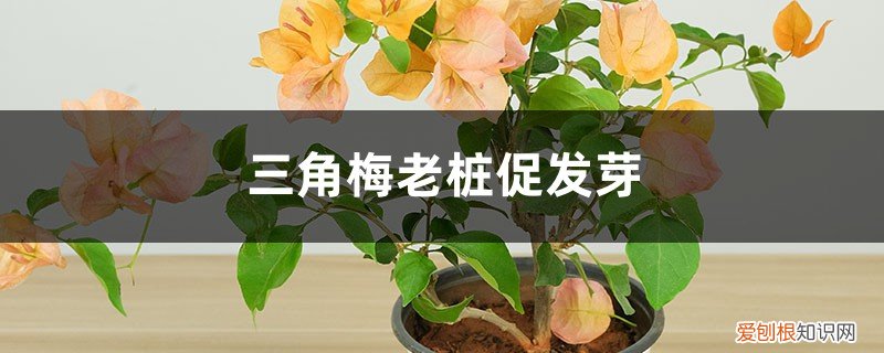 三角梅老桩促发芽方法有哪些 三角梅老桩促发芽方法