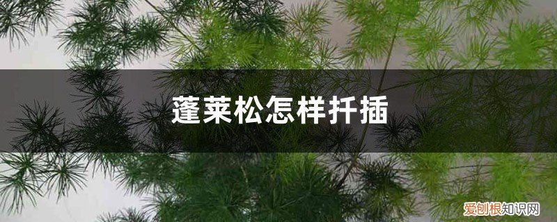 蓬莱松可以插枝繁殖吗 蓬莱松可以扦插吗