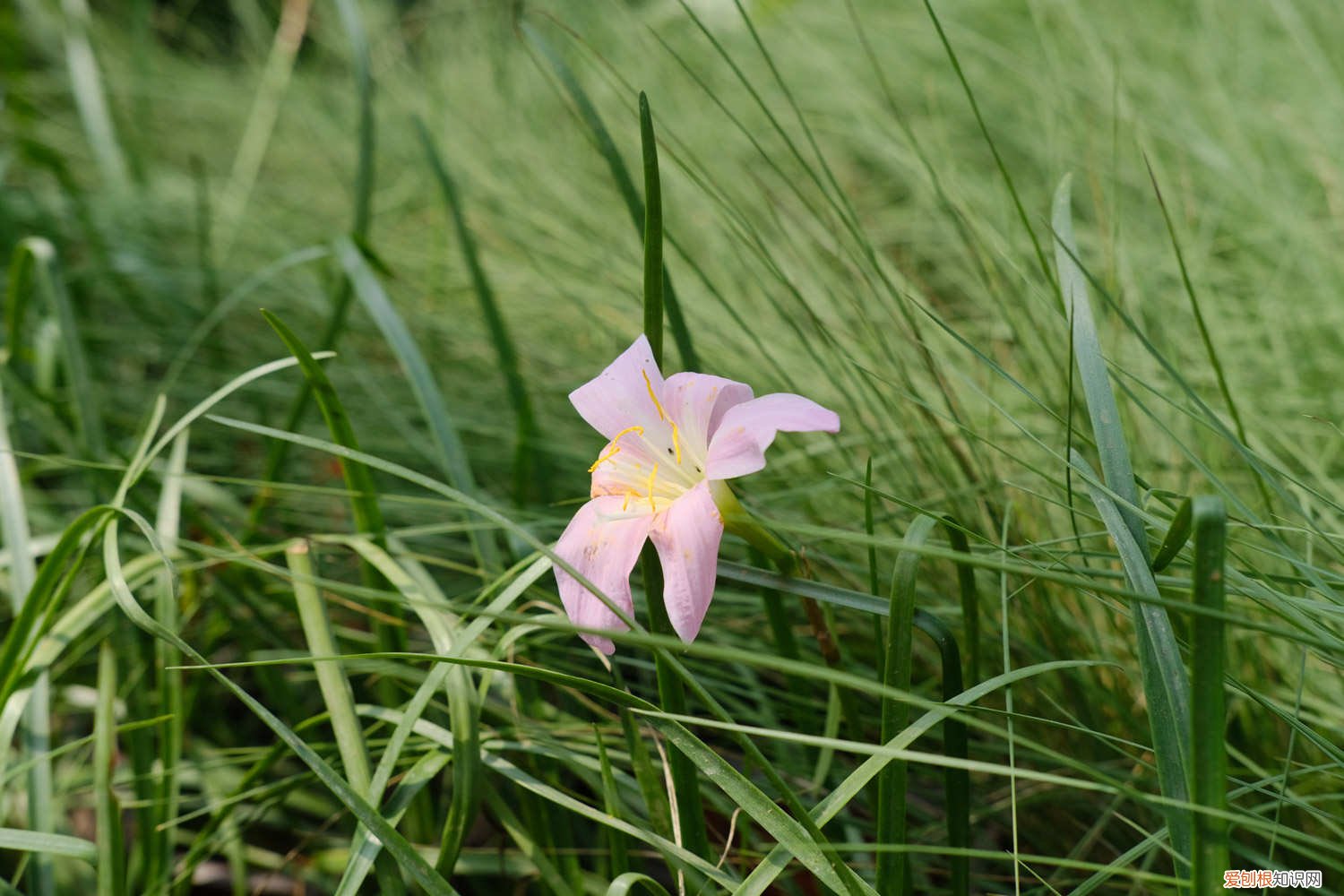 韭兰怎样修剪:修剪方法,注意事项 韭兰怎样修剪